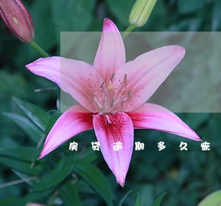 房贷逾期多久恢复信用 房贷逾期多久恢复信用