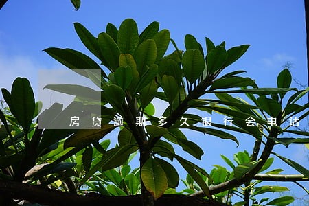 房贷逾期多久银行会电话催款 房贷逾期多久银行会电话催款