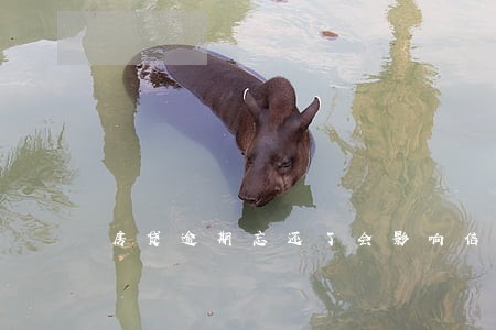房贷逾期忘还了会影响信用吗 房贷逾期忘还了会影响信用吗