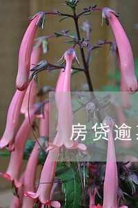 房贷逾期法院扣划的钱 房贷逾期法院扣划的钱