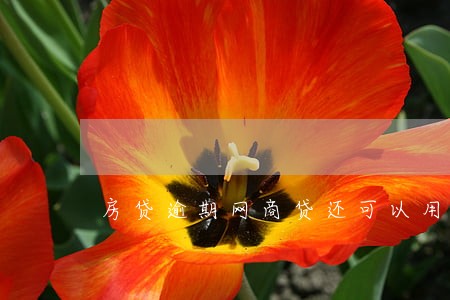 房贷逾期网商贷还可以用吗 房贷逾期网商贷还可以用吗