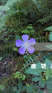 房贷逾期超过24小时有什么影响 房贷逾期超过24小时有什么影响