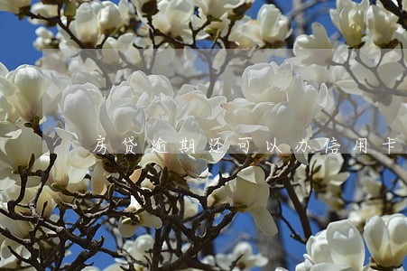 房贷逾期还可以办信用卡