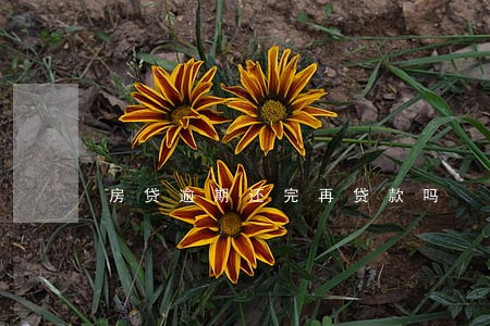 房贷逾期还完再贷款吗 房贷逾期还完再贷款吗