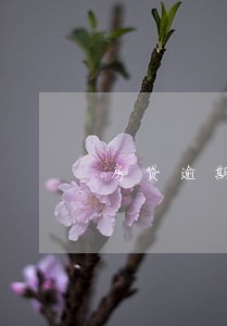 房贷逾期还款一次影响贷款吗