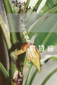 房贷逾期还款银行要诉讼费 房贷逾期还款银行要诉讼费
