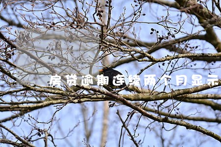房贷逾期连续两个月显示1 房贷逾期连续两个月显示1