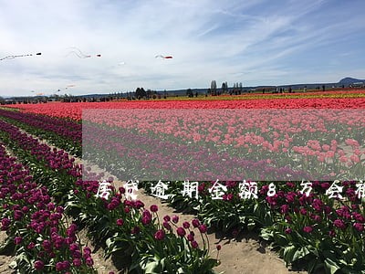 房贷逾期金额8万会被拍卖 房贷逾期金额8万会被拍卖