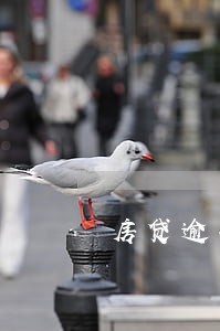 房贷逾期银行清算 房贷逾期银行清算