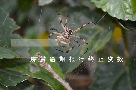 房贷逾期银行终止贷款 房贷逾期银行终止贷款