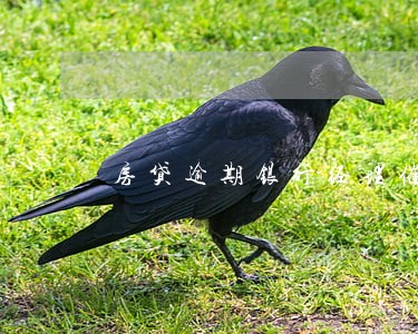 房贷逾期银行经理催收