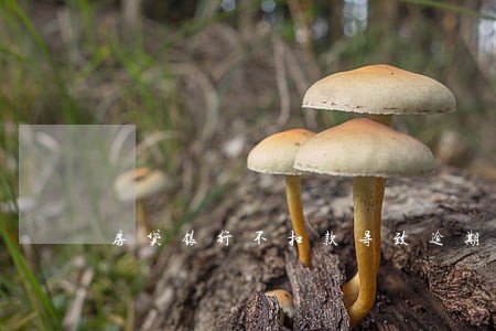 房贷银行不扣款导致逾期 房贷银行不扣款导致逾期
