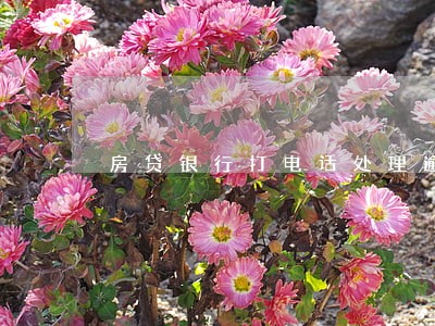 房贷银行打电话处理逾期 房贷银行打电话处理逾期