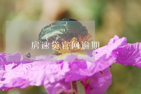 房速贷官网逾期