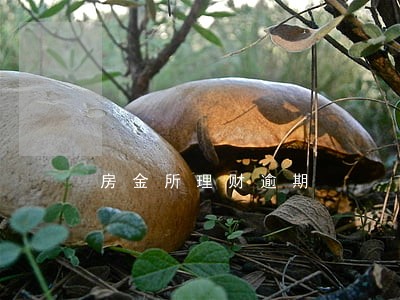房金所理财逾期 房金所理财逾期
