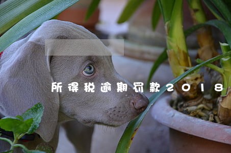 所得税逾期罚款2018