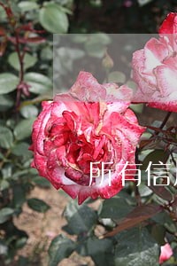 所有信用卡逾期还不上怎么办 所有信用卡逾期还不上怎么办