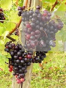 所有有继承权的人参加诉讼 所有有继承权的人参加诉讼