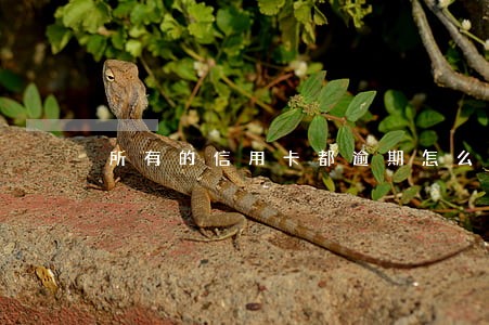 所有的信用卡都逾期怎么办