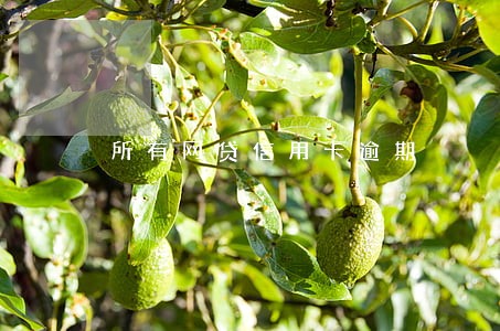 所有网贷信用卡逾期 所有网贷信用卡逾期