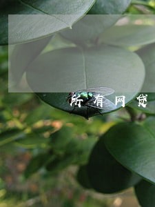 所有网贷逾期一定会找到本金吗 所有网贷逾期一定会找到本金吗