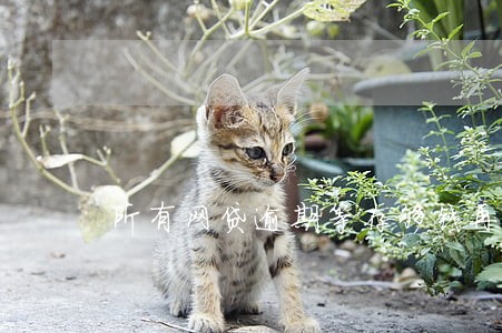 所有网贷逾期等存够钱再还可行吗 所有网贷逾期等存够钱再还可行吗