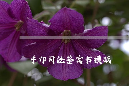 手印司法鉴定书模板