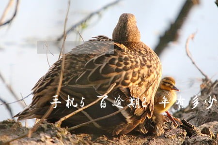 手机5百逾期2年有多少利息 手机5百逾期2年有多少利息
