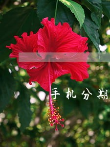 手机分期0首付有逾期能分吗 手机分期0首付有逾期能分吗