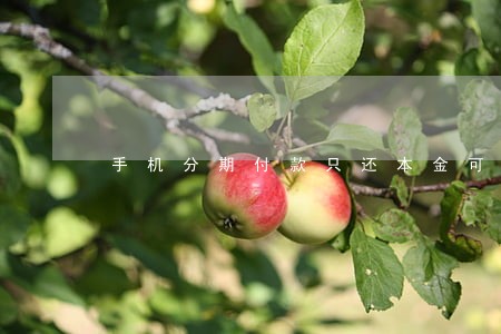 手机分期付款只还本金可以吗