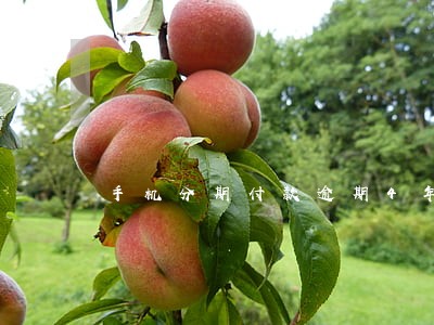 手机分期付款逾期4年上征信吗 手机分期付款逾期4年上征信吗