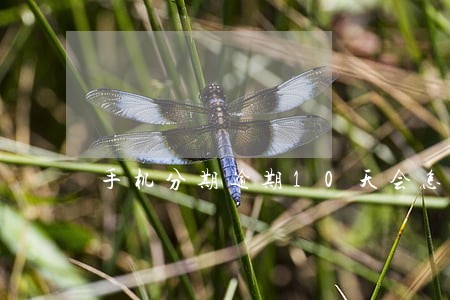 手机分期逾期10天会怎么样 手机分期逾期10天会怎么样