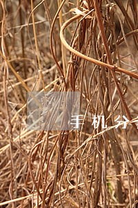 手机分期逾期3个多月 手机分期逾期3个多月