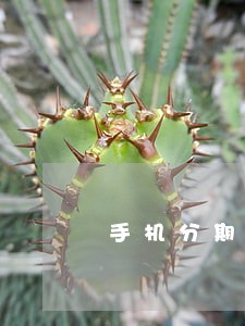 手机分期逾期4个月怎么办 手机分期逾期4个月怎么办