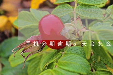 手机分期逾期5天会怎么样 手机分期逾期5天会怎么样