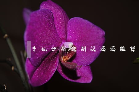 手机分期逾期没还还能贷款吗 手机分期逾期没还还能贷款吗