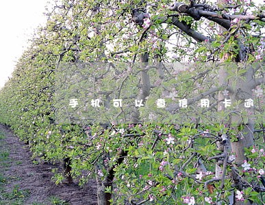 手机可以查信用卡逾期吗 手机可以查信用卡逾期吗