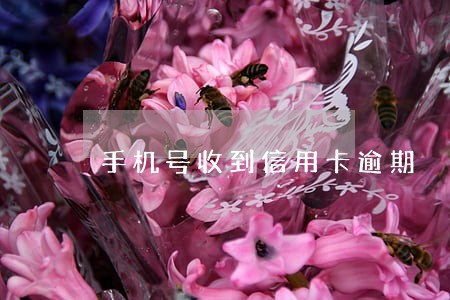 手机号收到信用卡逾期 手机号收到信用卡逾期