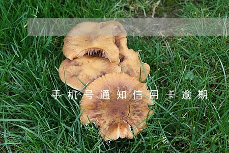 手机号通知信用卡逾期 手机号通知信用卡逾期