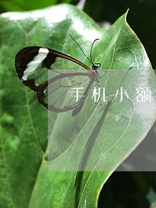 手机小额贷款逾期 手机小额贷款逾期