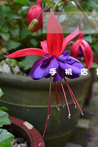 手机店欺骗消者法规