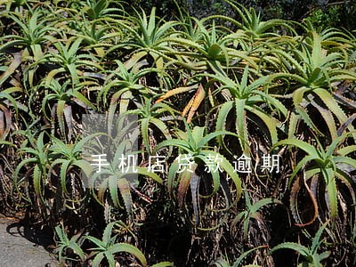 手机店贷款逾期