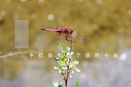 手机换号码了信用卡逾期咋办 手机换号码了信用卡逾期咋办