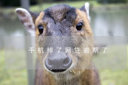 手机掉了网贷逾期了 手机掉了网贷逾期了