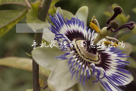 手机收隐形利息违法吗 手机收隐形利息违法吗