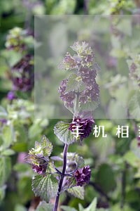 手机相亲软件诈骗罪的立案标准 手机相亲软件诈骗罪的立案标准