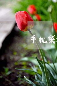手机袋逾期200天怎么办 手机袋逾期200天怎么办