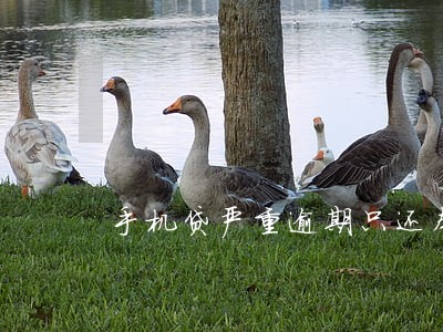 手机贷严重逾期只还本金 手机贷严重逾期只还本金