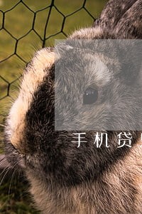 手机贷只还本金贴吧 手机贷只还本金贴吧