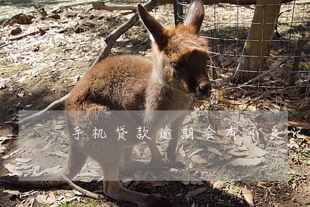 手机贷款逾期会有不良记录吗